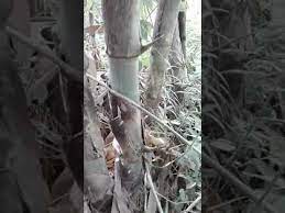 Sebelum anda mengetahui lebih jauh, ada sebuah pertanyaan penting. Perburuan Bambu Pethuk Al Hasil Malah Dapat Bambu Mata Sejajar By Syahri Putra Bancin