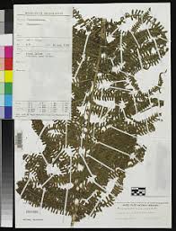 Image result for Pneumatopteris afra