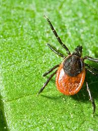 The World S 7 Most Terrifying Diseases Wanderlust