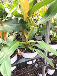 Philodendron Wendlandii Di 2020