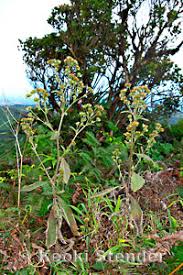 Image result for Elephantopus mollis