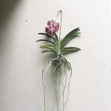 Akhirnya Berbunga Juga Kamu Cantik Anggrek Vanda Sisa 1 Aja Untuk Warna Ini Variasi Lain Bisa Wa Dulu Warna Anggrek Bunga