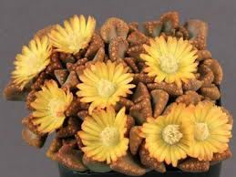 Image result for Xerophyta schlechteri