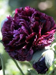 Papaver Hybridum Black Peony Buy Online At Annie S Annuals Perennials Planting Flowers Beautiful Flowers Pretty Flowers