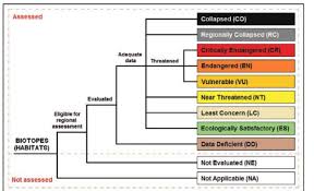 Image result for Pycreus fluminalis