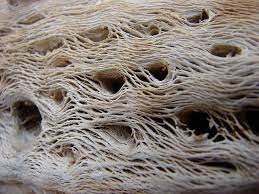 Woodturning cholla cactus cast in epoxy in this video i cast a piece of cholla cactus in resin, and. Cholla Cactus Skeleton Cactus Cactus And Succulents Textures Patterns