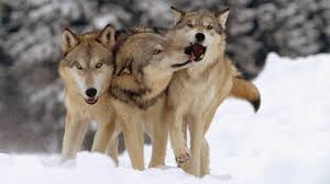 Wolf information, anatomy, feeding, reproduction, habitat and wolf conservation. Why Wolves Are Better Team Players Than Dogs Science Aaas