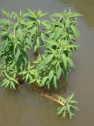 Image result for Sphenoclea