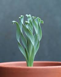 Image result for Albuca kirkii