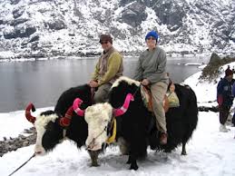See more ideas about animals beautiful, cute animals, pet birds. Https Www Sikkimtourism Gov In Public Thingstodo Adventuretourismtype Yak Safari