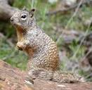 Rock Squirrel - Zion National Park (U.S. National Park Service)