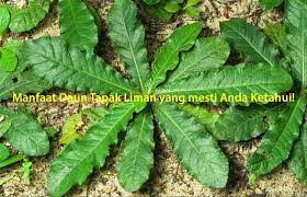 Tumbuhan tutup bumi kurang popular di karangan masyarakat negara kita disebabkan ia bukan daripada jenis tumbuhan yang. Manfaat Daun Tapak Liman Yang Mesti Anda Ketahui Rumah Sakit Karanggede Sismamedika