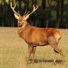 Red Deer Stag Scotland National Animal Of Ireland Wild Animals Pictures National Animal