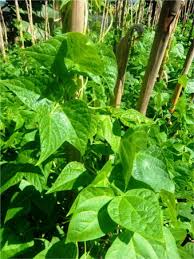 Image result for Phaseolus