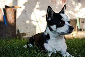 11 hoax seputar anjing yang banyak dipercayai orang rasains com. Anjing Hitam Putih Luar Foto Gratis Di Pixabay
