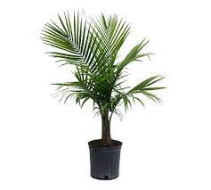 Fresh Majesty Palm Plant Palm Plant Indoor Palm Trees Majesty Palm