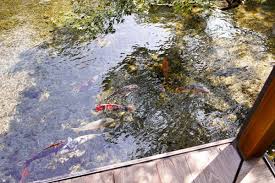 Saat ini desain kolam ikan minimalis menjadi salah satu desain kolam yang banyak diminati oleh para pemilik rumah yang menyukai berbagai jenis ikan seperti misalnya ikan koi. Kota Air Jepang Rasakan Sejuknya Kota Ikan Koi Shimabara Nagasaki Zekkei Japan