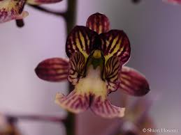 Image result for Oeceoclades saundersiana