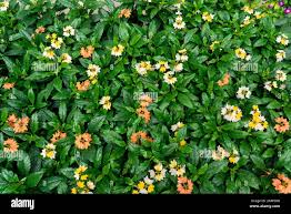 Image result for Crossandra greenstockii