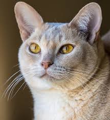 The Burmese Cat A Complete Guide To The Breed