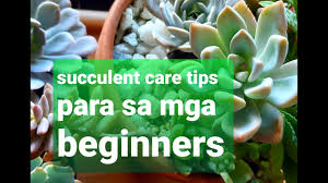 It could have been obtained by redeeming the promotional code joueclubheadphones2020, as a joueclub promotion.1 as of june12, 2020. 18 Succulent Care Tips For Beginners Tagalog Youtube