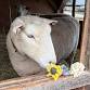 From Grass to Wool and Felted Flowers