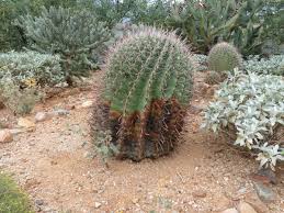 They move in colonies and also have a whitish coating how to treat a cactus for nematodes. Garden Sage White Patches Are Signs Of Cochineal Scale Insects Gardensage Tucson Com