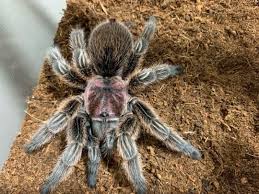 It does belong to the same class which includes spiders, scorpions and mites. Stunning Spidey Do You Want More Spider Stuff Sign Up For My Tarantula Newsletter On My Website Www Tarantulaheaven Com Tarantula Spiders Scary Arachnids