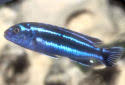 Melanochromis cyaneorhabdos has an elongated body, a rounded snout, a continuous dorsal fin, and can reach 4 inches in captivity. Maingano Melanochromis Cyaneorhabdos Maingano Cichlid Fish Guide