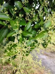Image result for Cinnamomum