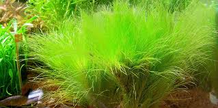 Image result for Eriocaulon setaceum