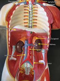 This diagram with labels depicts and explains the details of human torso anatomy diagram. Torso Model Altay Pierce College Anatomy