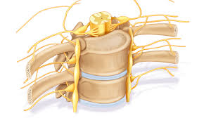 Spinal Nerve Root Definition