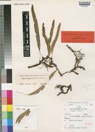 Image result for Lepisorus excavatus