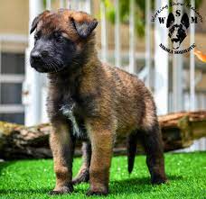He prefers cool climates, but readily adapts well to others. Belgian Malinois 35 Days From Serbia Working Show Malinois Malinois Belgian Malinois Belgian Shepherd