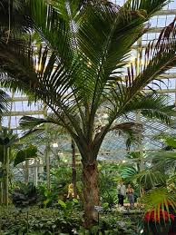 Image result for Rytigynia sp. G