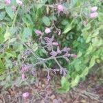 Image result for Stereospermum kunthianum