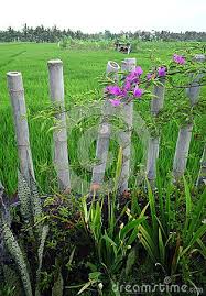 Bali Garden With Bamboo Fence Rice Fields Fence Landscaping Modern Fence Bali Garden