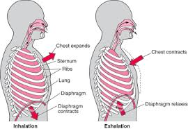 Breathing For Singing Everything You Need To Know