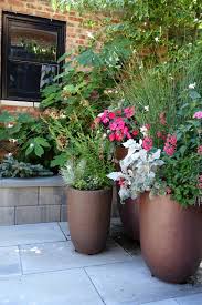 Image result for sanvitalia combine in pots