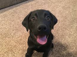 Lab puppies can start training when they are 8 to 12 weeks old. Potty Training A Black Lab Pup Named Bear Dog Gone Problems