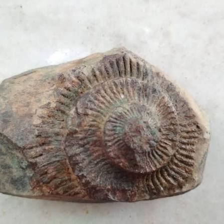 A major fossil discovery has been reported from Baripada in Odisha's  Mayurbhanj district, where researchers unearthed remains believed to be  around 15 million years old. The fossils, identified by Dr. Debabrata Nandi