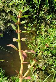 Image result for Bergia capensis