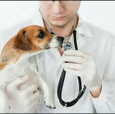 Referral from august 24, 2017. Dr Vet Veterinary Clinic Home Facebook