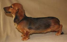 Black And Cream Dachshund Short Hair Pix For Red Sable Dachshund Puppies Dapple Dachshund Dachshund Dachshund Puppies