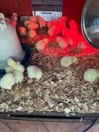 Profile for Hodges Farms & Services LLC