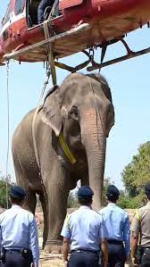 Elephant Rescued by Helicopter in Heartwarming Moment