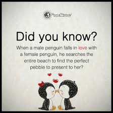 Check spelling or type a new query. When A Penguin Falls In Love With A Female Penguin He Searches The Entire Beach To Find The Best Quotes Picture