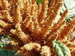 Amaranthus Hypochondriacus Flower Identification Best Flower Wallpaper