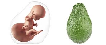 You may wonder why you're seeing two length measurements this week. 16 Weeks Pregnant Ultrasound And What To Expect